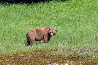 Grizzly bear standing in a meadow eating sedge