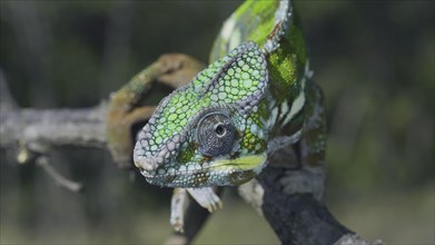 Portrait of Bright Panther chameleon