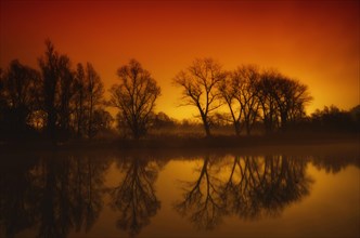 Trees Reflected on an Alpine Lake Maggiore in Sunset in Ticino