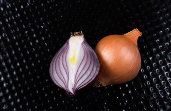 Onion bulb cut in half on a background