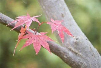 Red-leaved smooth japanese maple