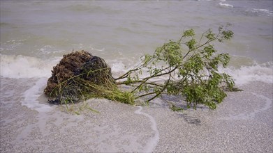 Tree with floating debris has reached Black Sea coastal zone in Odessa