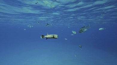 Porcupinefish swim in blue Ocean in sunlight. Ajargo
