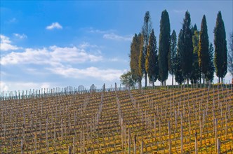 Vineyard with Cypress Trees and Blue Sky in Tuscany