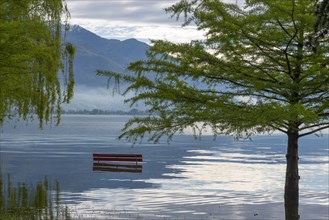 Bench and Tree on a Flooding Alpine Lake Maggiore with Mountain in Switzerland