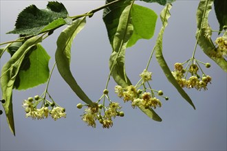 Linden tree with blossoms