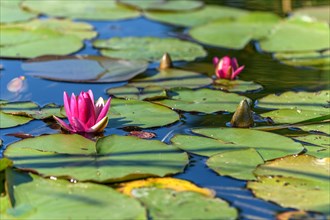 Pink water lily star flower in an artificial pond. Jardin des deux rives