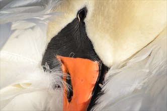 Swan Lying on his Feathers
