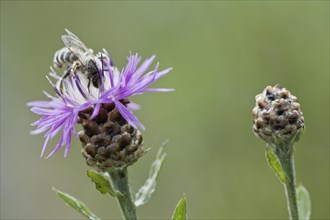 Narrow-leaved bee