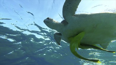 Bottom view of Great Green Sea Turtle