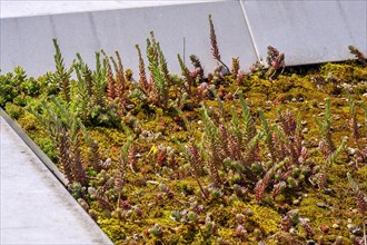 Flat roof with reflexed stonecrop