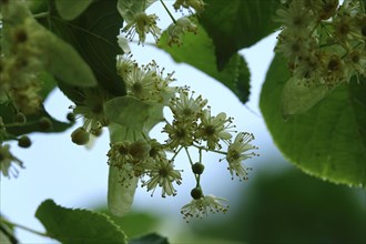 Linden tree with blossoms