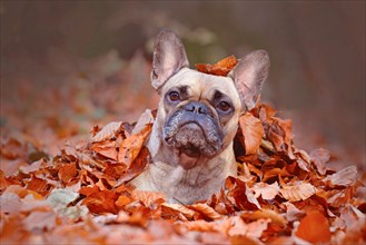 Curious fawn French Bulldog dog girl lying on forest ground covered in colorful autumn leaves