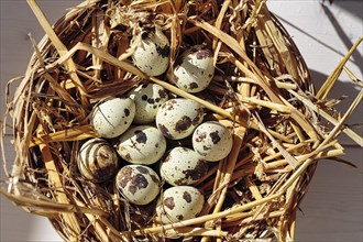 Eleven quail eggs