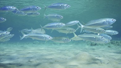 School of Mackerel fish swims over sandy seabed in shallow water on bright sunny day in sunrays