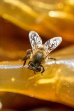 Bee is feeding on dried fruit pulp