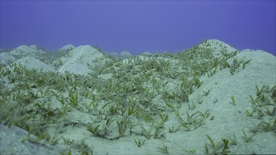 Seagrass bed on hilly sand bottom. Seabed sandy hills covered with Smooth ribbon seagrass
