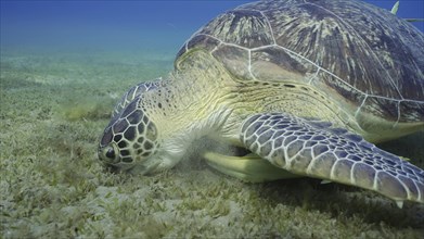 Portrait of Sea turtle grazing on the seaseabed