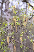 Downy birch