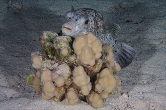 A masked pufferfish
