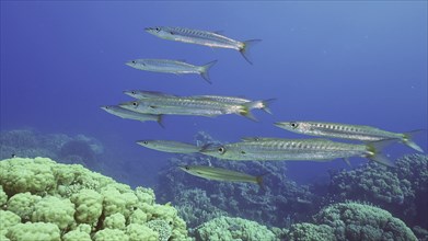 Group of Yellow-tail Barracuda