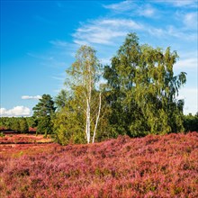 Typical heath landscape with flowering heather and birch trees on a hill