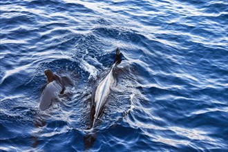 Two pilot whales