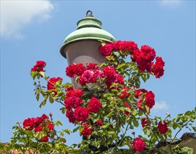 Red roses climb on an old street lamp in the historic town of Ystad