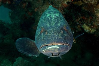 Portrait of potato grouper