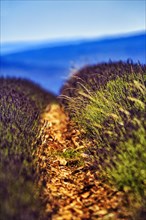 Path through a lavender field