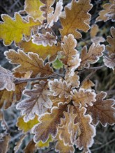Frozen oak leaves in winter