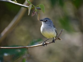A Grey-crowned Small Tyrant