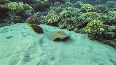 Blue spotted Stingray or Bluespotted Ribbontail Ray