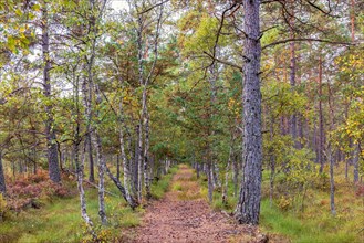 Tree Lined footpath at a peat bog at a pine forest in autumn