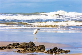 White egret perched on the beach sand with the waves in the background in Serra Grande on the coast of Bahia