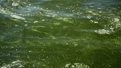 In Black Sea Blue-green algae blooms