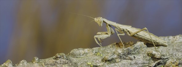 The female praying mantis sits on tree branch masquerading against its background and turns its head looking around. Crimean praying mantis