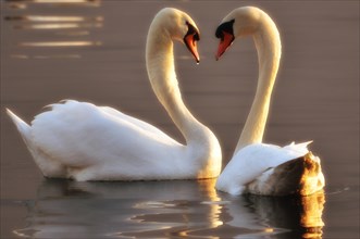 Two swans making a heart