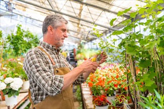 Gardener working in a nursery inside the greenhouse cutting the flowers