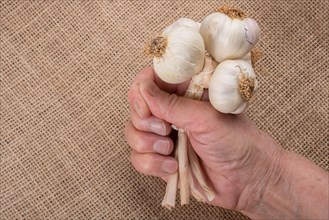 Hand holding cloves of garlic in view on a wooden texture