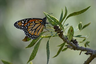 A southern monarch butterfly