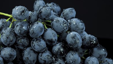 Bunch of ripe dark grape with drops of water isolated on black background