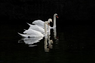 Three Swans Swimming Together in the Black Water in Switzerland