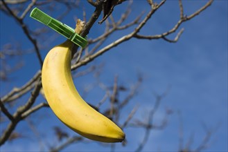 Banana on a Tree with Clothespin
