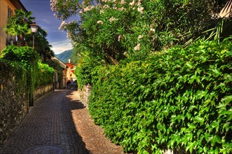 Narrow Street with Green Plants in Ascona