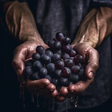 Vineyard farmer holds harvested wine in hands