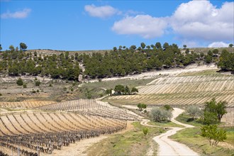 Wine landscape in the Ribera del Duero appellation of origin area in the province of Valladolid in Spain