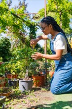 Black ethnic woman gardener working in the nursery inside the greenhouse