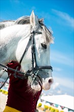 Head of a horse outdoors with partial harness in view