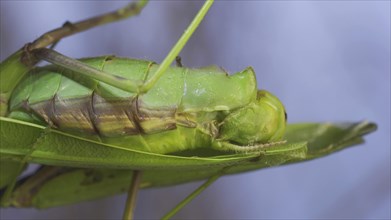 Extreme close-up of mating process of praying mantises. Couple of praying mantis mating hanging under tree branch. Transcaucasian tree mantis